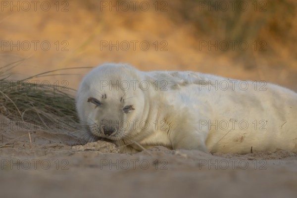 Grey seal (Halichoerus grypus) juvenile baby pup animal sleeping by a sand dune on a beach in winter, England, United Kingdom