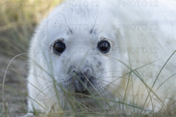 Grey seal (Halichoerus grypus) juvenile baby pup animal head portrait in winter, England, United Kingdom