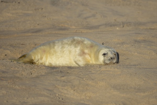 Grey seal (Halichoerus grypus) juvenile baby pup animal resting on a sandy beach in winter, England, United Kingdom