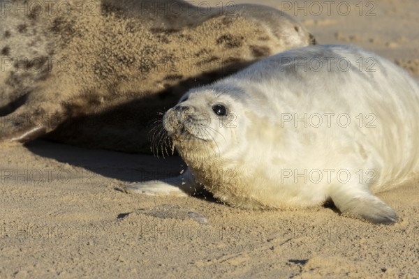 Grey seal (Halichoerus grypus) juvenile baby pup animal on a sandy beach in winter, England, United Kingdom