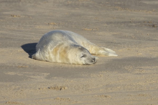 Grey seal (Halichoerus grypus) juvenile baby pup animal sleeping on a sandy beach in winter, England, United Kingdom