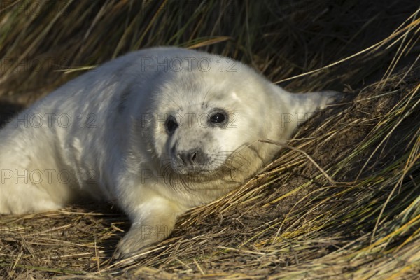 Grey seal (Halichoerus grypus) juvenile baby pup animal resting in a sand dune by a beach in winter, England, United Kingdom