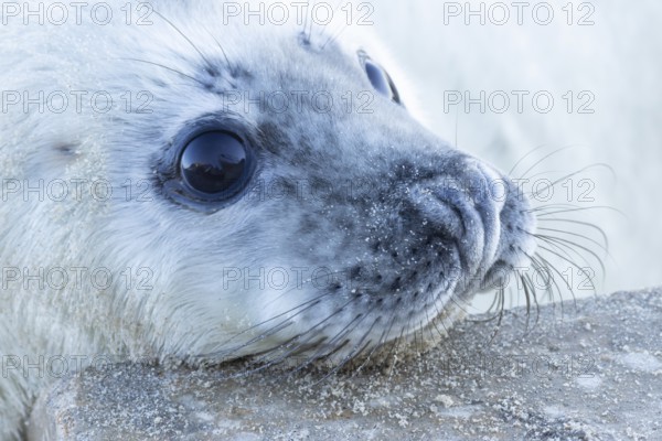 Grey seal (Halichoerus grypus) juvenile baby pup animal resting its head on a sea defence wall on a beach in winter, England, United Kingdom