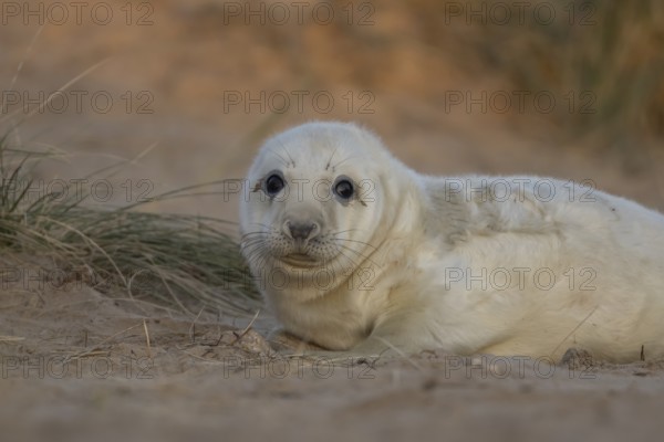 Grey seal (Halichoerus grypus) juvenile baby pup animal resting on a sand dune by a beach in winter, England, United Kingdom