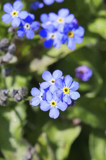 Marsh forget-me-not (Myosotis palustris), true forget-me-not in bloom in spring, close-up, Wilnsdorf, North Rhine-Westphalia, Germany