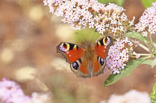 Peacock butterfly (Inachis io) sucking nectar on butterfly bush (Buddleja davidii), in a natural environment in the wild, close-up, wildlife, insects, butterflies, butterflies, Wilnsdorf, North Rhine-Westphalia, Germany