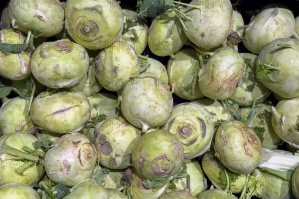 Kohlrabi tubers freshly harvested by farmer on display at weekly market market, Germany