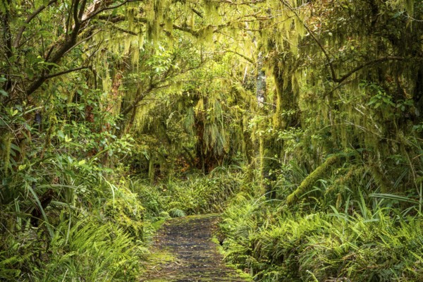 Goblin Forest hiking trail, gnarled trees, ferns, mosses and lichens. Dawson Falls Walking Tracks, Egmont National Park, Taranaki Region, North Island, New Zealand