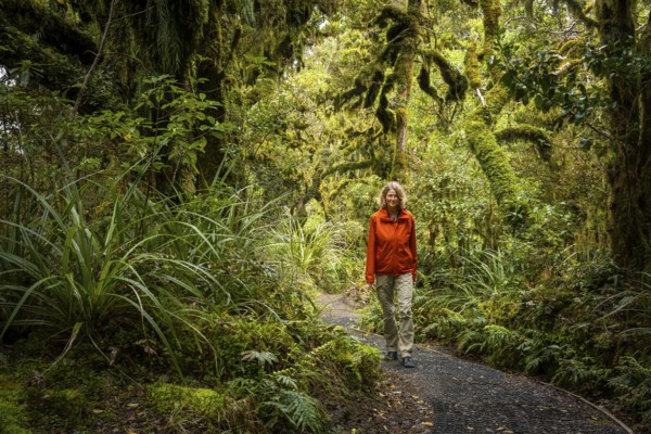 Female hiker on hiking trail in Goblin Forest, gnarled trees, ferns, mosses and lichens. Dawson Falls Walking Tracks, Egmont National Park, Taranaki Region, North Island, New Zealand