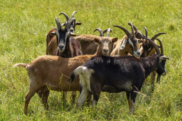 Domestic goats (Capra aegagrus) grazing in the Hullerbusch nature reserve, Carwitz, Feldberger Seenlandschaft, Mecklenburg Lake District in Mecklenburg-Western Pomerania, Germany