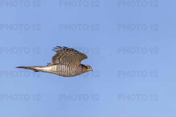 A sparrowhawk (Accipiter nisus) Terzel in typical flying posture hunting for songbirds, Terzel is the name for the male, hunting, Germany