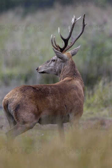 A few metres away from me, the red deer (Cervus elaphus) steps out of its daytime hiding place onto a marshy meadow, by-stag, rutting season, Germany