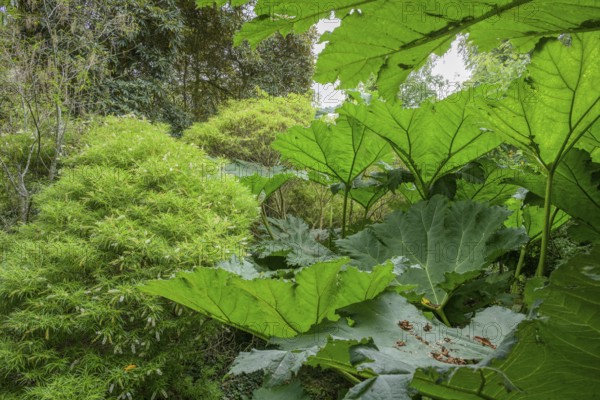 Mammoth leaf (Gunnera manicata), National Botanic Gardens, Kilmacurragh, Dunganstown, County Wicklow, Ireland