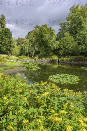 Pond, National Botanic Gardens, Kilmacurragh, Dunganstown, County Wicklow, Ireland