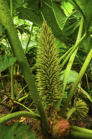 Inflorescence of mammoth leaf (Gunnera manicata), National Botanic Gardens, Kilmacurragh, Dunganstown, County Wicklow, Ireland