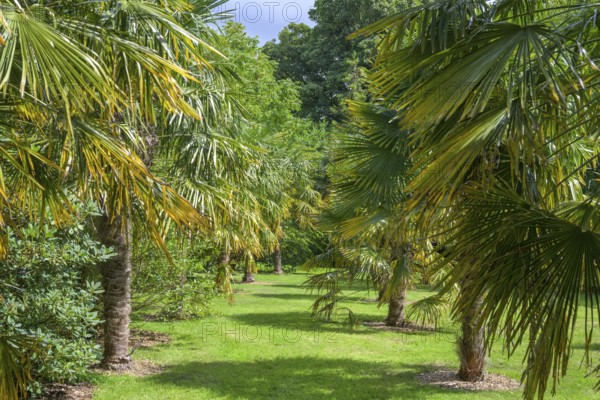 Trachycarpus fortunei palm tree, National Botanic Gardens, Kilmacurragh, Dunganstown, County Wicklow, Ireland