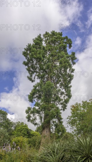 Sequoia, National Botanic Gardens, Kilmacurragh, Dunganstown, County Wicklow, Ireland