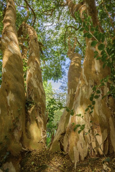 Luma Apiculata, National Botanic Gardens, Kilmacurragh, Dunganstown, Co. Wicklow, Ireland