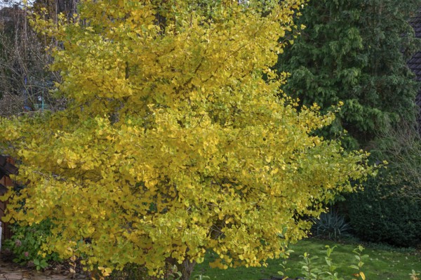 Ginkgo biloba tree (Ginkgo biloba) in autumn colour, Eckental, Middle Franconia, Bavaria, Germany