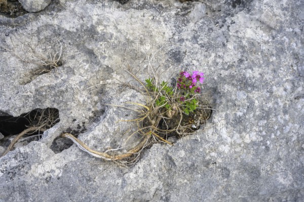 Karst Landscape of the Burren, Fahee North, Carran, County Clare, Ireland
