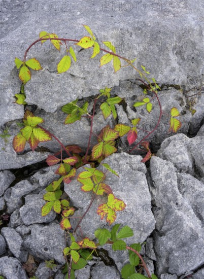 Blackberry vine in the karst landscape of the Burren, Fahee North, Carran, County Clare, Ireland