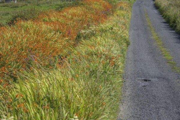 Flowering montbretia (Crocosmia) at the edge of a narrow road, Ireland