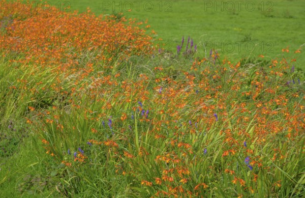 Flowering montbretia (Crocosmia), Ireland