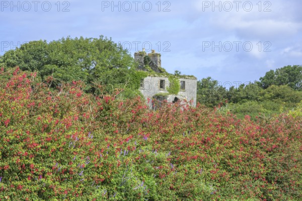 Blooming fuchsia hedge and house ruin, County Galway, Ireland