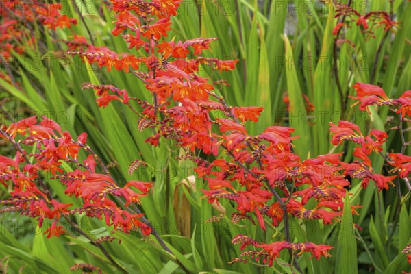 Montbretia (Crocosmia), Glencolumbkille, County Donegal, Ireland