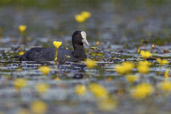 A coot (Fulica atra) foraging among flowering water lilies, yellow, coloured, Germany
