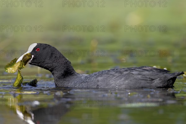 Pond lily pads seem to taste good to the coot (Fulica atra), foraging, Germany