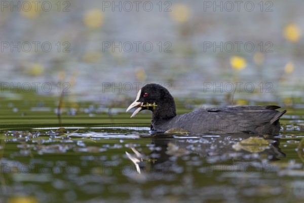 Eurasian Coot (Fulica atra) eating a water plant, foraging, Germany