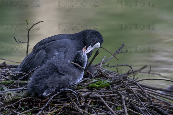 A coot (Fulica atra) adult bird taking care of the feathers of a young bird, nest, social behaviour, Germany