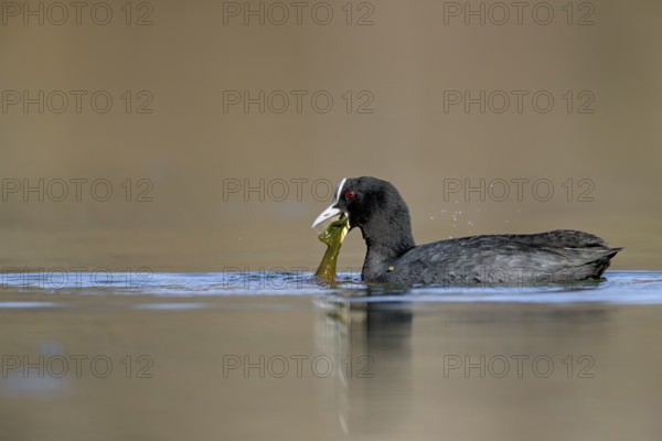 In winter, green algae are an important food source for the coot (Fulica atra), foraging, Germany