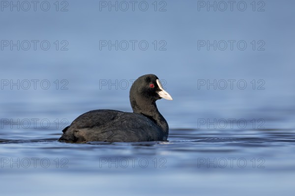 Eurasian Coot or coot rail (Fulica atra), Germany