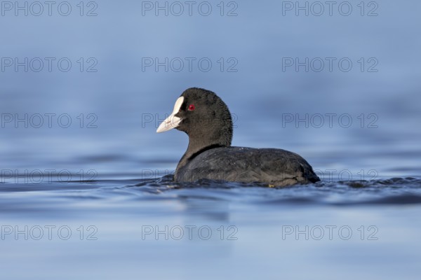 Coots (Fulica atra) attract little attention and appear inconspicuous, only on closer inspection do you discover the red iris of the eyes and the bright white beak with the beak shield, Germany