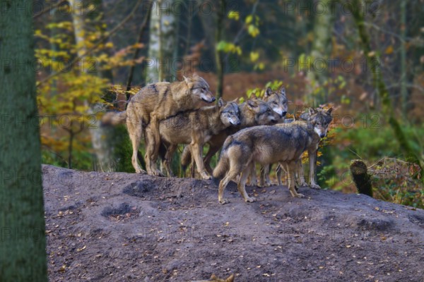 A pack of wolves gathers in autumn forest, Wolf (Canis lupus), Germany