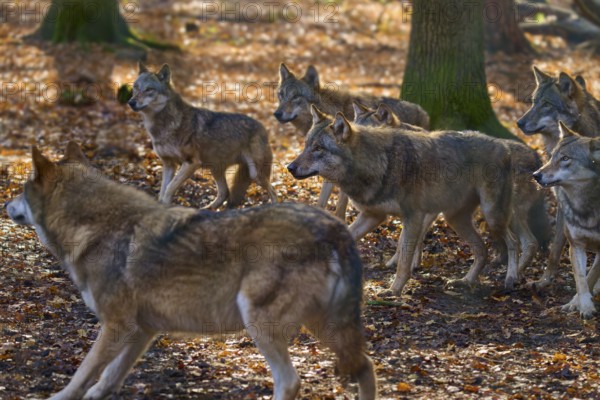 A pack of wolves moves through an autumn forest, Wolf (Canis lupus), Germany