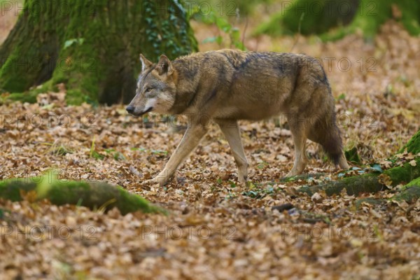 A silent wolf walks through the leaf-covered forest in autumn, Wolf (Canis lupus), Germany