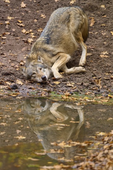 Wolf playing on the shore and reflected in the calm waters of the autumn forest, Wolf (Canis lupus), Germany