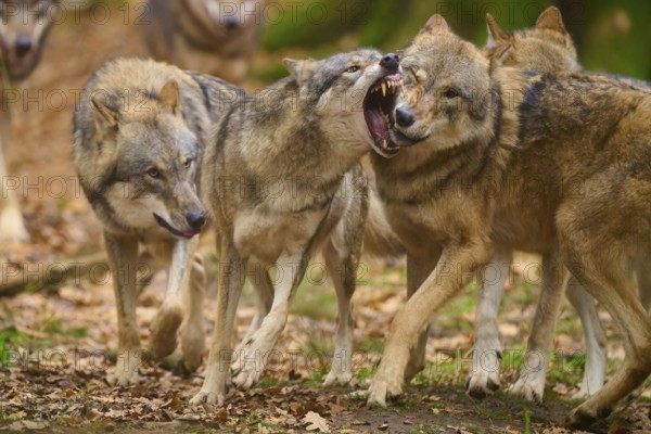 Wolf pack showing aggressive interaction in autumn forest, wolf (Canis lupus), Germany
