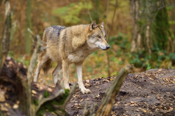 Wolf standing at attention in autumn forest, surrounded by natural vegetation, Wolf (Canis lupus), Germany