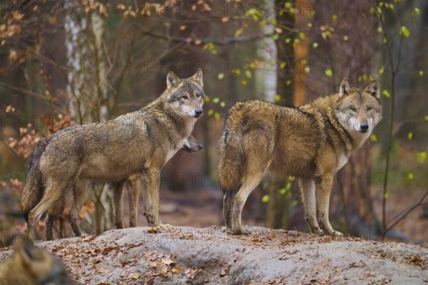 Two wolves in focus, standing on a hill with autumn leaves in the forest, wolf (Canis lupus), Germany