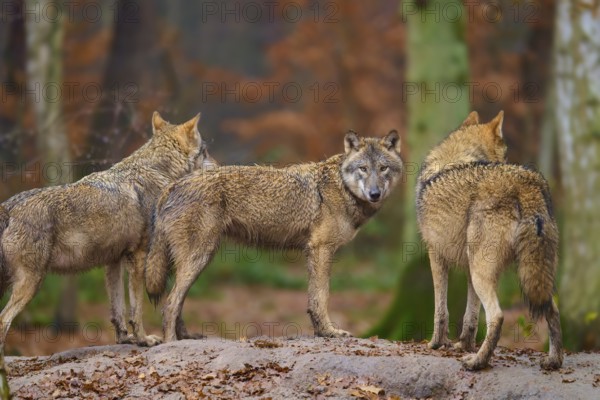 Three wolves standing on a hill in the forest, surrounded by autumn foliage, Wolf (Canis lupus), Germany
