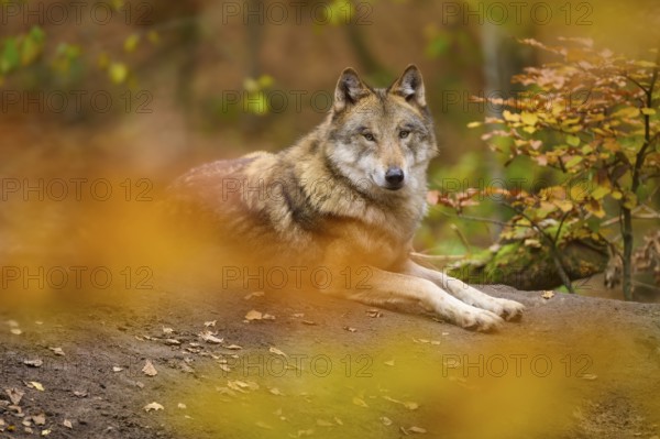 Wolf lying relaxed in autumn forest surrounded by yellow autumn leaves, Wolf (Canis lupus), Germany