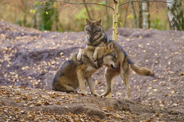 Two wolves show affection to each other in autumn forest, Wolf (Canis lupus), Germany
