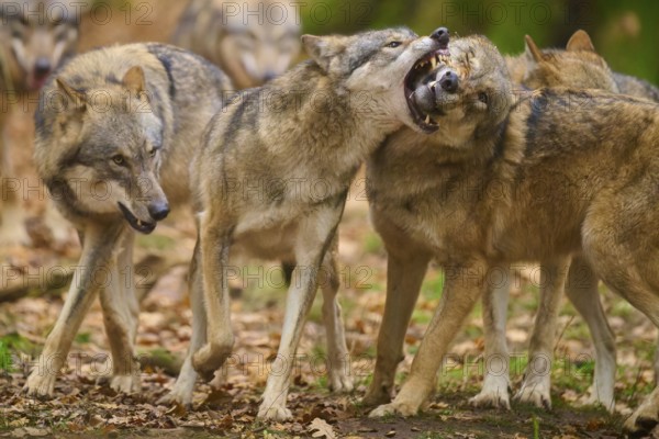 Aggressive behaviour between wolves in a pack in an autumnal forest, wolf (Canis lupus), Germany