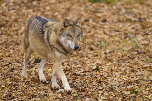 A lone wolf walks through the autumn forest full of leaves, Wolf (Canis lupus), Germany