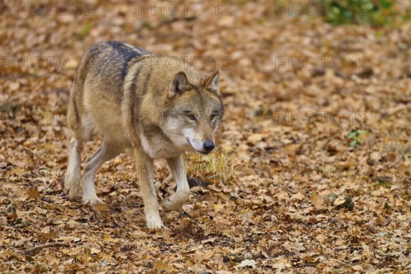 A wolf roams the autumn forest covered with leaves, Wolf (Canis lupus), Germany