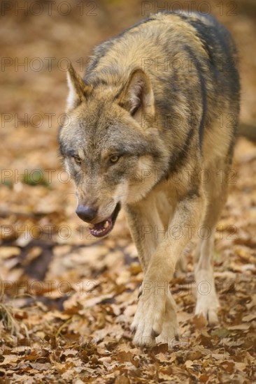 A wolf walks through the forest on a carpet of autumn leaves, Wolf (Canis lupus), Germany